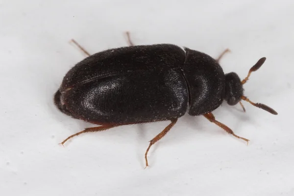 Beetle Pest Control In Adelaide