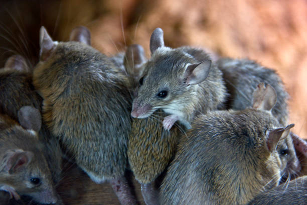 mouse control