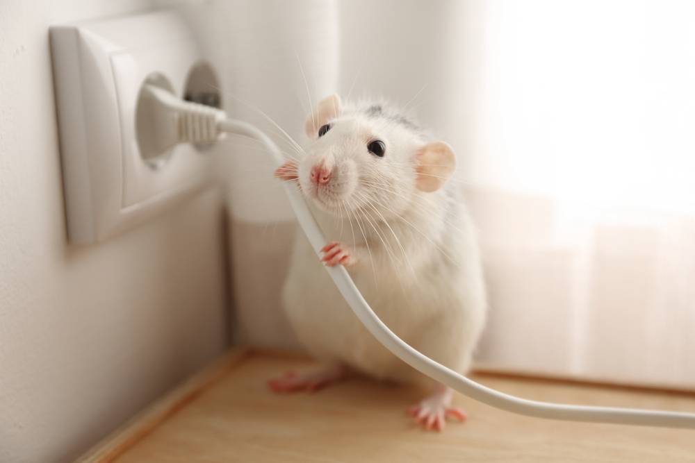 Rodents control