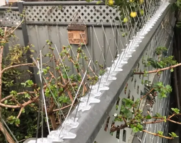 Bird Control Customised Treatment Plan