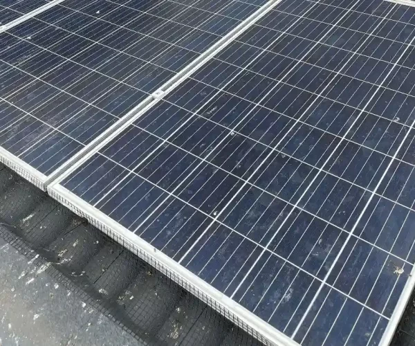 Protect Your Property with Professional Solar Panel Bird Proofing