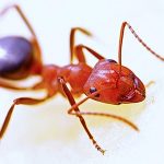 ant pest control Adelaide