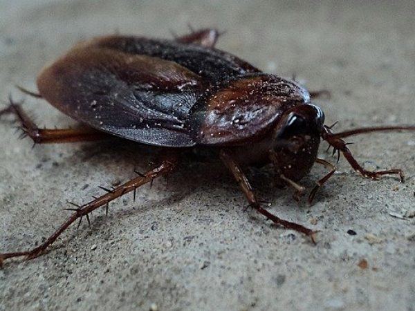 cockroach pest control services