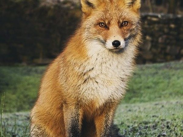 fox removal pest control services