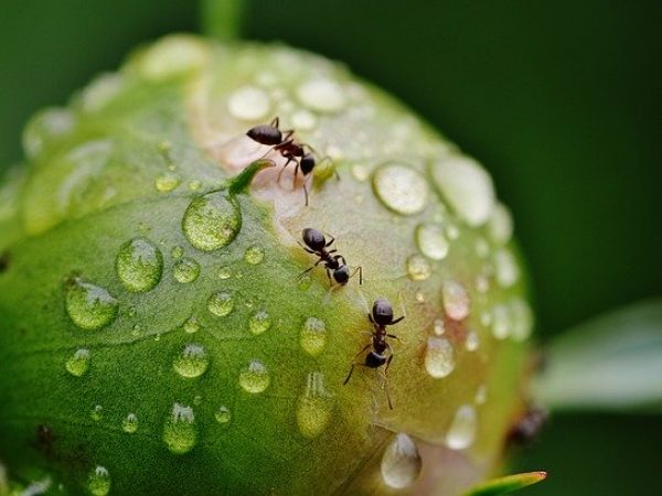 ant pest control company